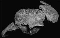 Boite cranienne Neanderthal Grotte de Vindija