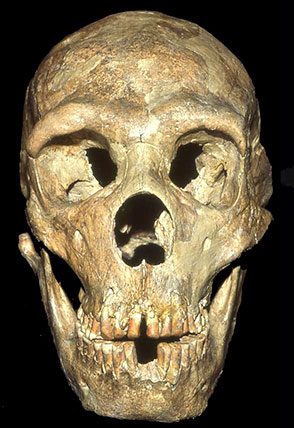 Crâne neandertal Shanidar 1