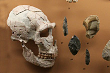 http://www.hominides.com/data/images/illus/neandertal/neandertal-chatelperronien.jpg