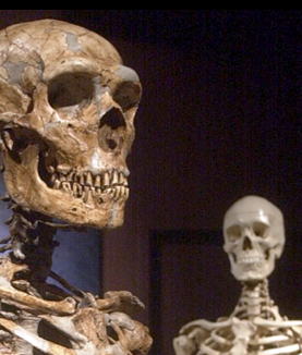 Disparition de Néandertal il y a 40 000 ans