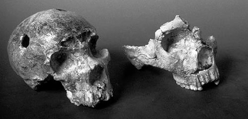 Les crâne néandertaliens de Saccopastore