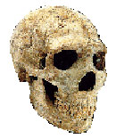 Homo néandertalensis
