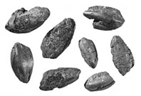 Grains d'engrain - N&eacute;olithique