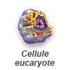 Les eucaryotes