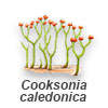 Cooksonia
