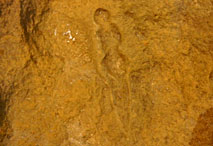 Pataud - Venus