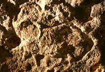 Abri Pataud - Bouquetin