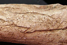 Poisson grav&eacute; - Abri Pataud