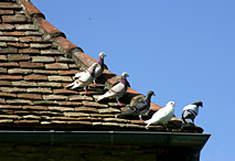 Pigeons - Périgord