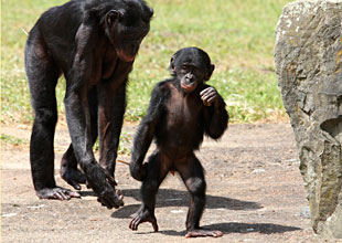 Bonobo marchant debout - bipédie