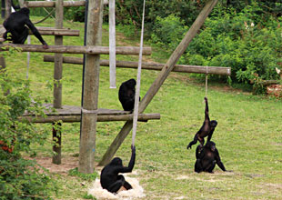 Colonie de bonobos
