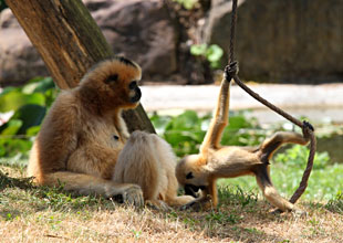 Gibbon Lar et son petit