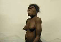Lucy, c&eacute;l&egrave;bre australopitheque