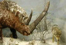 Rhinoc&eacute;ros et loup