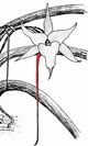 Angraecum sesquipedale et son &eacute;peron de plus de 25 centim&egrave;tres