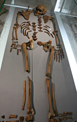 La Ferrassie 1 Squelette