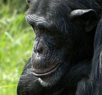 Gros plan tête chimpanzé