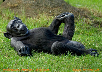 http://www.hominides.com/data/images/illus/singes/chimpanze-sur-le-dos.jpg