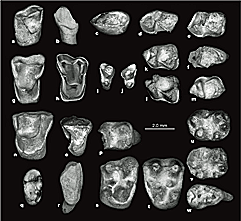 Dents de primates anthropo&iuml;des d&eacute;couverts &agrave; Dur At-Talah