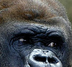 Regard de Gorilles