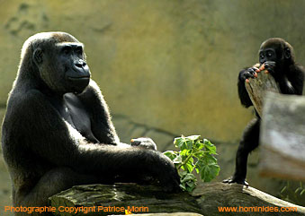 Gorille et gorillon Patrice Morin