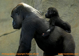 Gorille et son petit - Patrice Morin