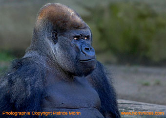 Gorille de face  - Photo Patrice Morin