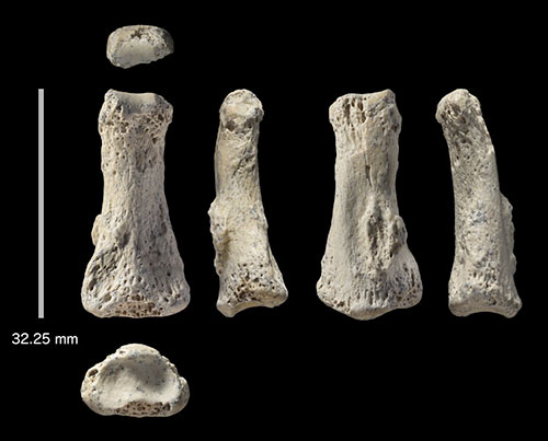 phalanges-homo-sapiens-arabie-80000-ans