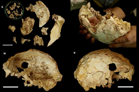 Crâne Aroeira 3