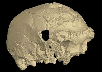 Reconstitution 3D du crâne Aroeira 3