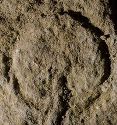 L'abri castanet il y a 37 000 ans