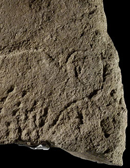 Une gravure d'aurochs de 38 000 ans à l'abri Blanchard