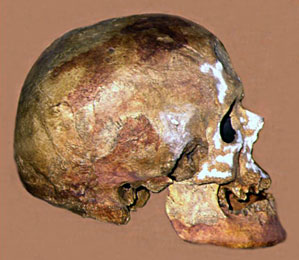 Cr&acirc;ne de Cro-Magnon profil
