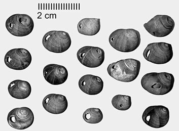 Parure de coquillage trouv&eacute;e &agrave; l'Abri Cro-Magnon