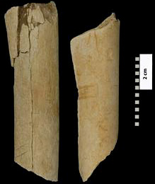 Entailles de découpe sur un os de 3,4 millions d'années