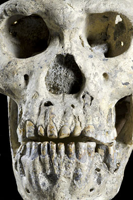 Le cinquième crâne trouvé à Dmanissi
