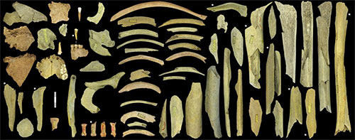 99 nouveaux ossements de néandertaliens identifiés