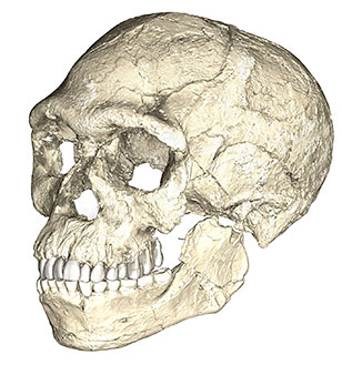 Reconstitution de l'Homo sapiens de Jebel Irhoud au Maros il y a 300 000 ans