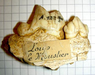 Néandertal et Sapiens... même alimentation ?  Hominidés