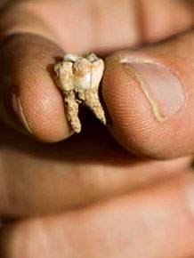 Dent d'Homo sapiens retouvée en Israël et datée de - 400 000 ans 