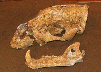 Ursus arctos - cr&acirc;ne - Regourdou