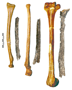 Les os du bras du pré-néandertalien de Tourville la Rivière