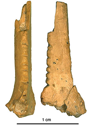 Des encoches faites par Néandertal sur un os de corbeau il y a 40 000 ans 