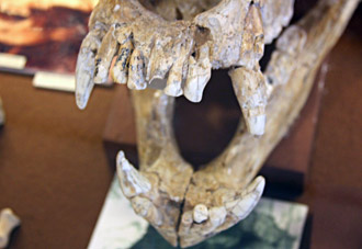 Dentition de l'ours de D&eacute;ninger