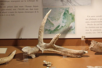 Cervus elaphus