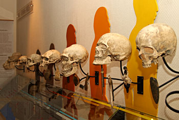 Cr&acirc;nes des hominid&eacute;s