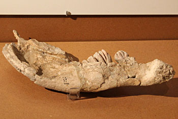 Elephas antiqus -demi-machoire