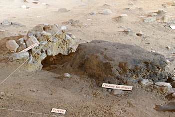 Cendres fossilis&eacute;es d'un ancien foyer 