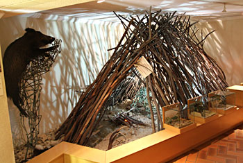 reconstitution de la hutte trouv&eacute;e sur la plage de Terra Amata