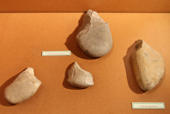Pics du site de Terra Amata